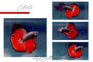 Betta Splendens aus Hobbyzucht "Red Copper" Kampffisch