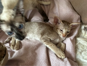 Noch ein wunderschönes OKH   Orientalisch Kurzhaar Kitten zur Abgabe