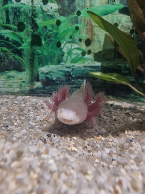 Axolotl 3 Stück