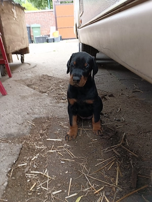 Dobermann Welpen 