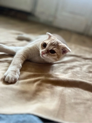   Nur heute 330 vb  kater abzugeben