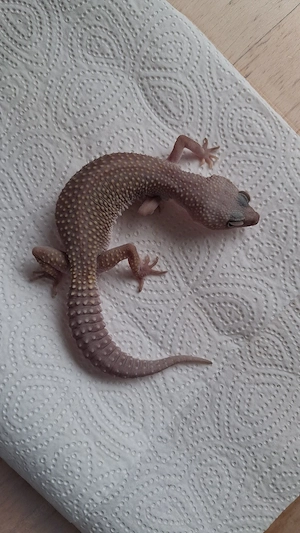 Leopardgecko Blizzard MidnightBlizzard Weibchen 0.1