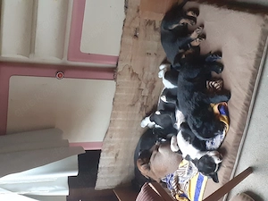 Hunde welpen zu verkaufen 