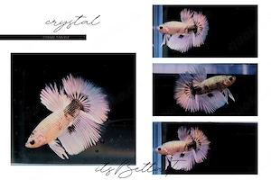 Betta Splendens aus Hobbyzucht "Copper Marble" Kampffisch