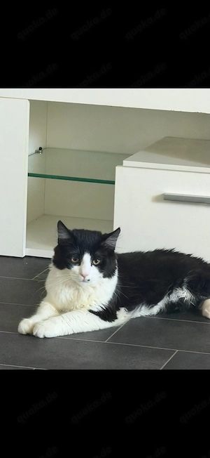 Katze BKH 