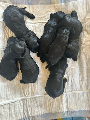 Hundewelpen 