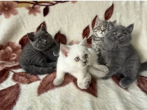 süße Britisch Kurzhaar Kitten suchen ein liebevolles Zuhause