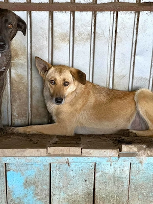 Lilly leidet sehr im Shelter