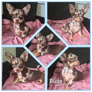 Noch 1 süßer Chihuahua Welpe sucht  Dich!