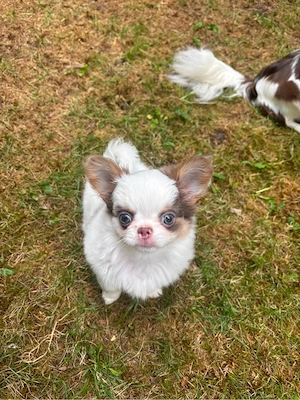 chihuahua welpe Mädchen 