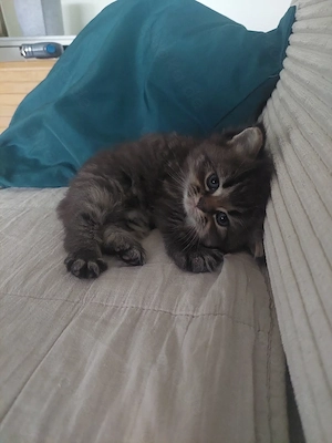 4 BKH Kitten 2 Männchen 2 Weibchen