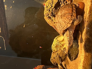 2x Mosschusschildkröten Weibchen 