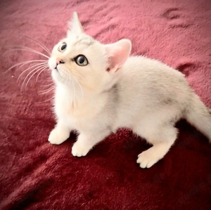 BKH Kitten, seltene Farbe, Silver Shell