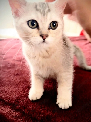 BKH Kitten, seltene Farbe, Silver Shell