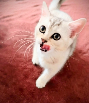 BKH Kitten, seltene Farbe, Silver Shell