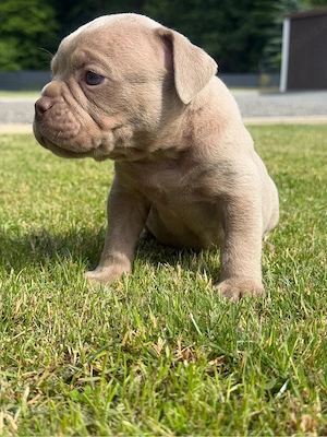 Old English Bulldog Bub in Lilac mit Ahnentafel