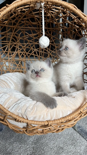 Wunderschöne BKH Blue Point Kitten