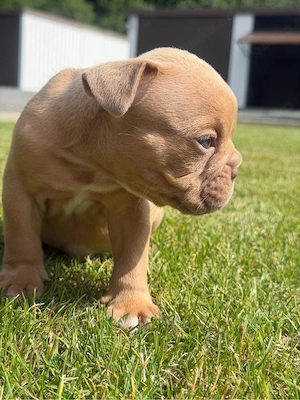 Old English Bulldog Junge Red Fawn mit Ahnentafel