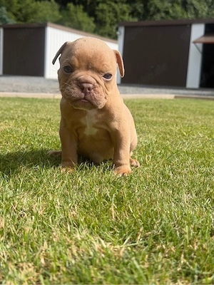 Old Englisch Bulldog Bube in Red mit Ahnentafel