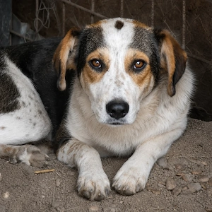 Bindi, unser Angsthäschen