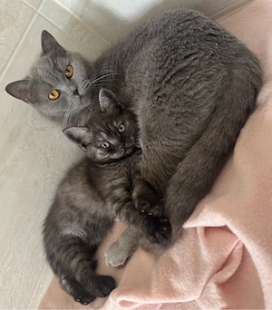 Wunderschöne BKH Kitten