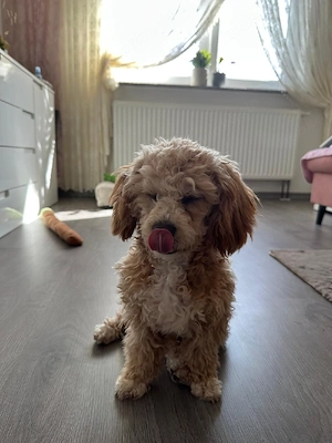 Traumhafter Maltipoo-Welpe (Rüde, 6 Monate), Stubenrein, sucht ein Zuhause auf Lebenszeit!