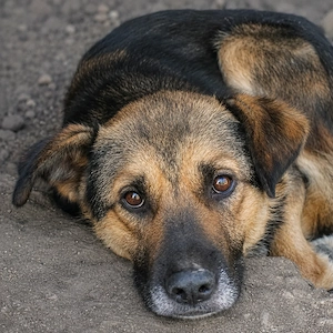 Lancelot sucht Menschen mit Hundeerfahrung