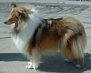 Suche englischen Collie, gerne etwas älter bis etwa 8 Jahre  bis 1000 Euro
