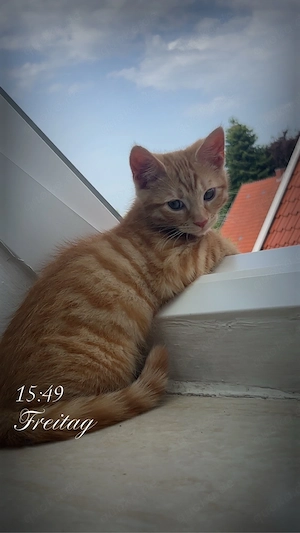  orange katze 