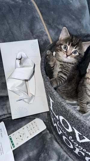 Katzenbaby Mädchen