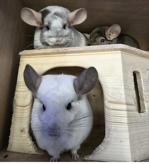 Chinchillas in liebevolle Hände abzugeben 