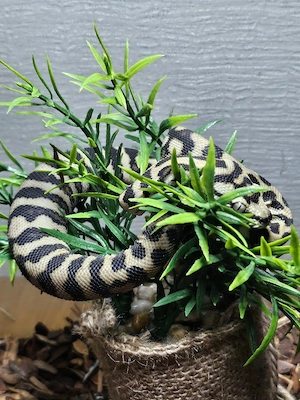 Teppichpython 10 monate 1.0 ( TAUSCH )