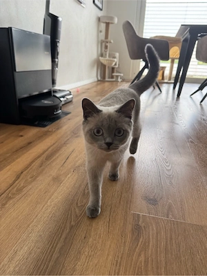 Britisch Kurzhaar Kitten 6 Mon. alt