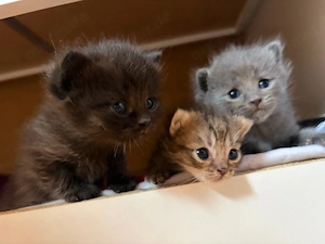 BKH Kitten 