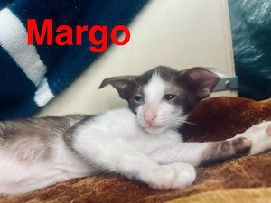 Edel Kitten Orientalische Kurzhaar mit Stammbaum