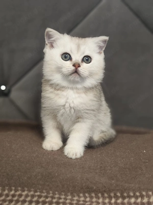 Reinrassige Bkh Kitten Silver Shaded 