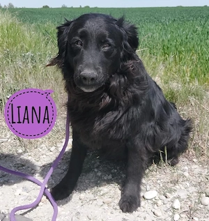 Liana, junge, wunderhübsche Retriever Hündin