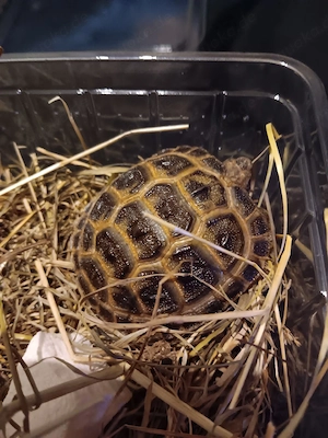 Testudo Horsfieldii Steppenschildkröte von 2025