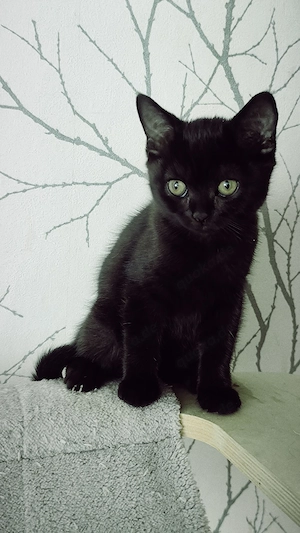 Unsere süße Britisch Kurzhaar (BKH) Kitten sucht ein liebevolles neues Zuhause