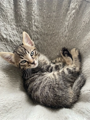 2 Mix  - Katerchen zu verkaufen 