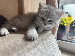 BKH Kitten