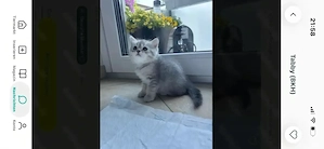 BKH Kitten