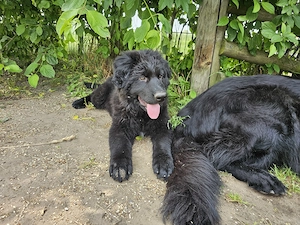 Altdeutscher Schäferhund Welpe Rüde 29.3.2026