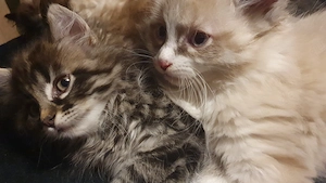 Artgerechtes Zuhause für Katzenkinder gesucht 
