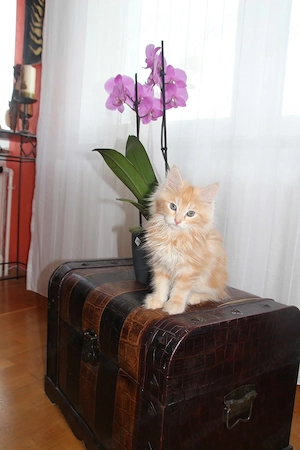 Wunderschöne Norwegische Waldkatzenkitten