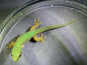 Phelsuma pusilla pusilla , Zwerg Taggecko