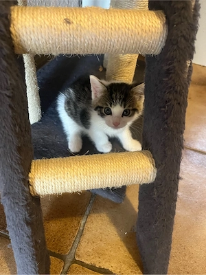 Babykatzen