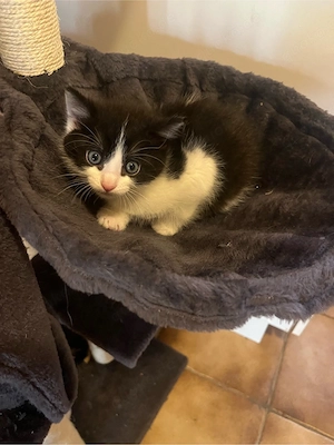 Babykatzen