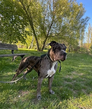 American bully xl 
