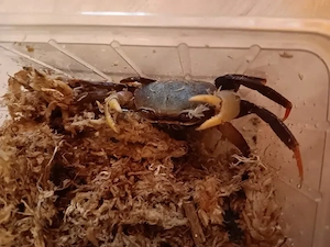 Riesenlandkrabbe  Cardisoma carnifex Jungtier